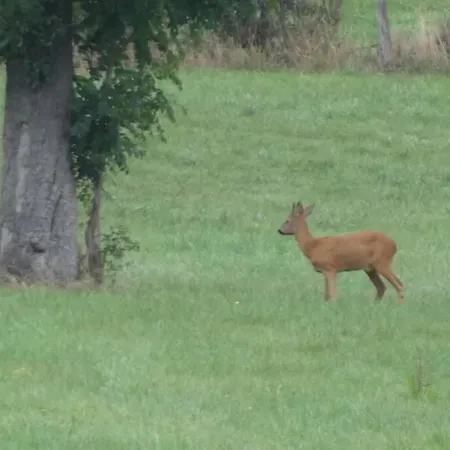 Апартаменты Hoeve Espewey *